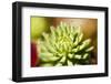 Close-Up of Succulent Plant-Matt Freedman-Framed Photographic Print