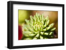 Close-Up of Succulent Plant-Matt Freedman-Framed Photographic Print