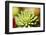 Close-Up of Succulent Plant-Matt Freedman-Framed Photographic Print