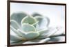 Close-up of Succulent Plant-Paivi Vikstrom-Framed Photographic Print