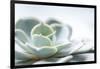 Close-up of Succulent Plant-Paivi Vikstrom-Framed Photographic Print