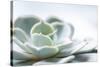 Close-up of Succulent Plant-Paivi Vikstrom-Stretched Canvas