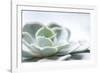 Close-up of Succulent Plant-Paivi Vikstrom-Framed Photographic Print