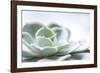 Close-up of Succulent Plant-Paivi Vikstrom-Framed Photographic Print