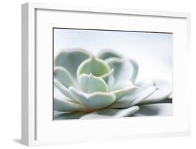 Close-up of Succulent Plant-Paivi Vikstrom-Framed Photographic Print