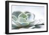 Close-up of Succulent Plant-Paivi Vikstrom-Framed Photographic Print
