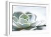 Close-up of Succulent Plant-Paivi Vikstrom-Framed Photographic Print