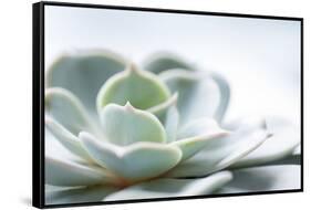 Close-up of Succulent Plant-Paivi Vikstrom-Framed Stretched Canvas