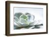 Close-up of Succulent Plant-Paivi Vikstrom-Framed Photographic Print