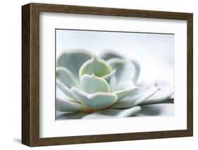 Close-up of Succulent Plant-Paivi Vikstrom-Framed Photographic Print