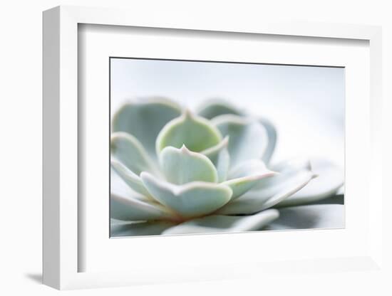 Close-up of Succulent Plant-Paivi Vikstrom-Framed Photographic Print