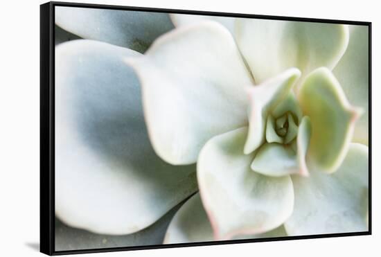 Close-up of Succulent Plant-Paivi Vikstrom-Framed Stretched Canvas