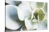 Close-up of Succulent Plant-Paivi Vikstrom-Stretched Canvas