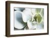 Close-up of Succulent Plant-Paivi Vikstrom-Framed Photographic Print