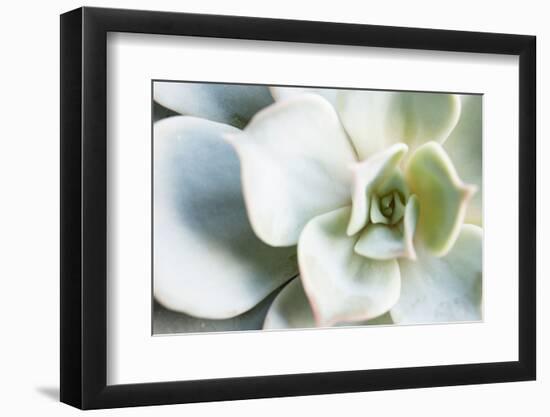 Close-up of Succulent Plant-Paivi Vikstrom-Framed Photographic Print