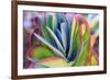 Close-up of succulent plants, San Diego, California, USA.-Stuart Westmorland-Framed Premium Photographic Print