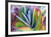 Close-up of succulent plants, San Diego, California, USA.-Stuart Westmorland-Framed Premium Photographic Print