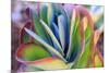 Close-up of succulent plants, San Diego, California, USA.-Stuart Westmorland-Mounted Premium Photographic Print