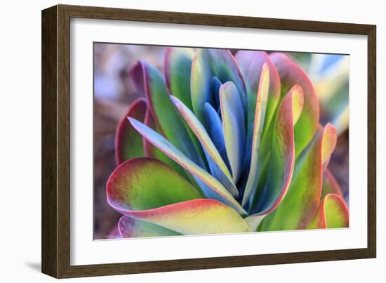 Close-up of succulent plants, San Diego, California, USA.-Stuart Westmorland-Framed Photographic Print