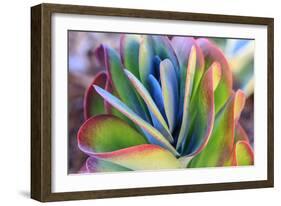 Close-up of succulent plants, San Diego, California, USA.-Stuart Westmorland-Framed Photographic Print