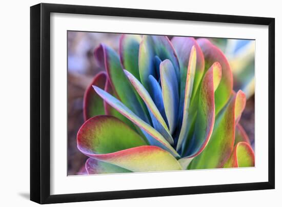 Close-up of succulent plants, San Diego, California, USA.-Stuart Westmorland-Framed Photographic Print