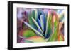 Close-up of succulent plants, San Diego, California, USA.-Stuart Westmorland-Framed Photographic Print