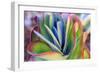 Close-up of succulent plants, San Diego, California, USA.-Stuart Westmorland-Framed Photographic Print