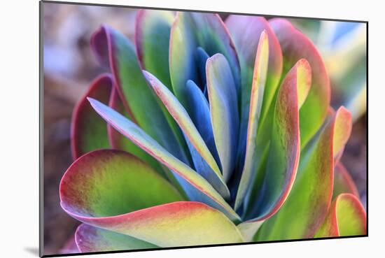 Close-up of succulent plants, San Diego, California, USA.-Stuart Westmorland-Mounted Photographic Print