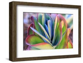 Close-up of succulent plants, San Diego, California, USA.-Stuart Westmorland-Framed Photographic Print