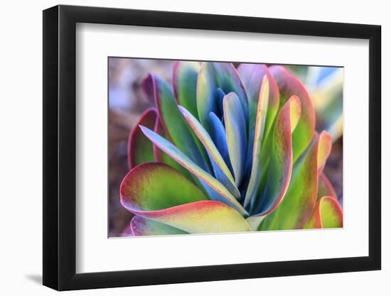 Close-up of succulent plants, San Diego, California, USA.-Stuart Westmorland-Framed Photographic Print