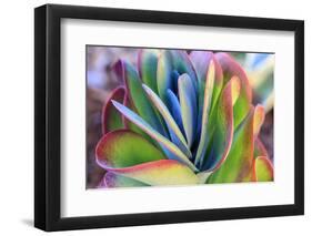 Close-up of succulent plants, San Diego, California, USA.-Stuart Westmorland-Framed Photographic Print