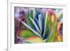 Close-up of succulent plants, San Diego, California, USA.-Stuart Westmorland-Framed Photographic Print