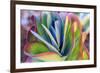 Close-up of succulent plants, San Diego, California, USA.-Stuart Westmorland-Framed Photographic Print