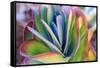 Close-up of succulent plants, San Diego, California, USA.-Stuart Westmorland-Framed Stretched Canvas