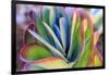 Close-up of succulent plants, San Diego, California, USA.-Stuart Westmorland-Framed Photographic Print