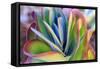 Close-up of succulent plants, San Diego, California, USA.-Stuart Westmorland-Framed Stretched Canvas