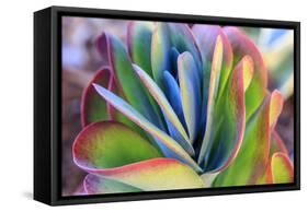 Close-up of succulent plants, San Diego, California, USA.-Stuart Westmorland-Framed Stretched Canvas