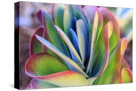 Close-up of succulent plants, San Diego, California, USA.-Stuart Westmorland-Stretched Canvas