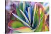 Close-up of succulent plants, San Diego, California, USA.-Stuart Westmorland-Stretched Canvas