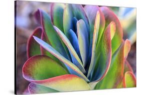 Close-up of succulent plants, San Diego, California, USA.-Stuart Westmorland-Stretched Canvas