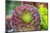 Close-up of succulent plants, San Diego, California, USA.-Stuart Westmorland-Mounted Photographic Print