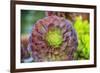 Close-up of succulent plants, San Diego, California, USA.-Stuart Westmorland-Framed Photographic Print