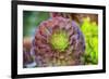 Close-up of succulent plants, San Diego, California, USA.-Stuart Westmorland-Framed Photographic Print