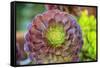 Close-up of succulent plants, San Diego, California, USA.-Stuart Westmorland-Framed Stretched Canvas