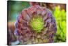 Close-up of succulent plants, San Diego, California, USA.-Stuart Westmorland-Stretched Canvas