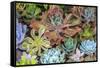 Close-up of succulent plants, San Diego, California, USA.-Stuart Westmorland-Framed Stretched Canvas