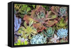 Close-up of succulent plants, San Diego, California, USA.-Stuart Westmorland-Framed Stretched Canvas