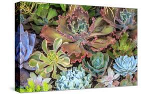 Close-up of succulent plants, San Diego, California, USA.-Stuart Westmorland-Stretched Canvas