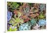 Close-up of succulent plants, San Diego, California, USA.-Stuart Westmorland-Framed Photographic Print