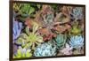 Close-up of succulent plants, San Diego, California, USA.-Stuart Westmorland-Framed Photographic Print